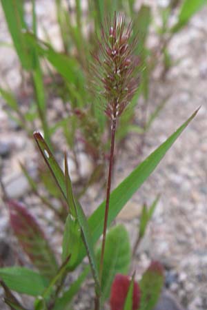 Setaria pumila \ Rote Borstenhirse, Fuchsrote Borstenhirse / Yellow Bristle Grass, D Rheinstetten-Silberstreifen 21.7.2008