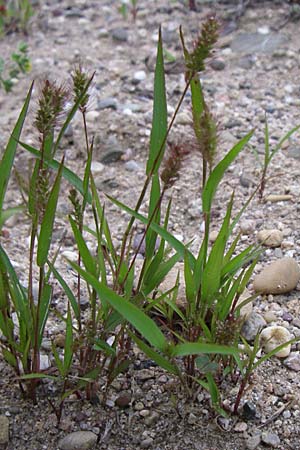 Setaria pumila \ Rote Borstenhirse, Fuchsrote Borstenhirse / Yellow Bristle Grass, D Rheinstetten-Silberstreifen 21.7.2008