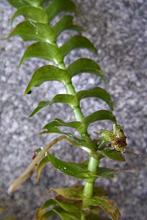 Groenlandia densa \ Dichtes Laichkraut, Fischkraut / Opposite-Leaved Pontweed, D Bruchsal-Heidelsheim 26.7.2008