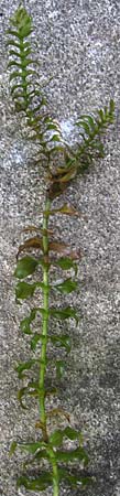 Groenlandia densa \ Dichtes Laichkraut, Fischkraut / Opposite-Leaved Pontweed, D Bruchsal-Heidelsheim 26.7.2008