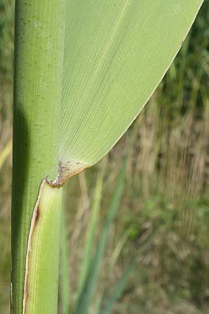 Phragmites australis \ Schilf / Common Reed, D Eisenberg 17.8.2008