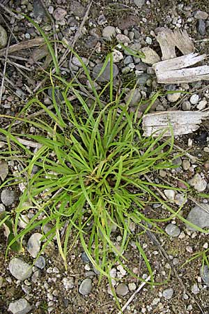 Cyperus fuscus \ Braunes Zypergras / Brown Flatsedge, D Rheinstetten-Silberstreifen 18.8.2008