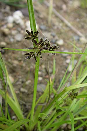 Cyperus fuscus \ Braunes Zypergras / Brown Flatsedge, D Rheinstetten-Silberstreifen 18.8.2008