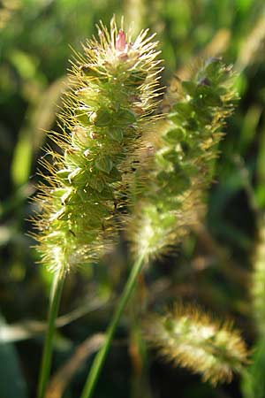 Setaria pumila \ Rote Borstenhirse, Fuchsrote Borstenhirse / Yellow Bristle Grass, D Karlsruhe 18.8.2008