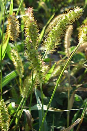 Setaria pumila \ Rote Borstenhirse, Fuchsrote Borstenhirse / Yellow Bristle Grass, D Karlsruhe 18.8.2008