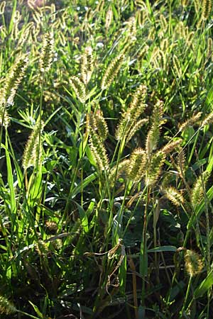 Setaria pumila \ Rote Borstenhirse, Fuchsrote Borstenhirse / Yellow Bristle Grass, D Karlsruhe 18.8.2008