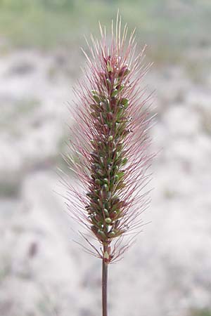 Setaria pumila \ Rote Borstenhirse, Fuchsrote Borstenhirse / Yellow Bristle Grass, D Sandhausen 26.8.2008
