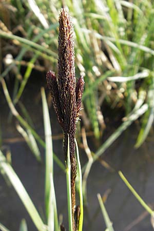 Carex riparia \ Ufer-Segge / Great Pond Sedge, D Wörth-Büchelberg 8.4.2009