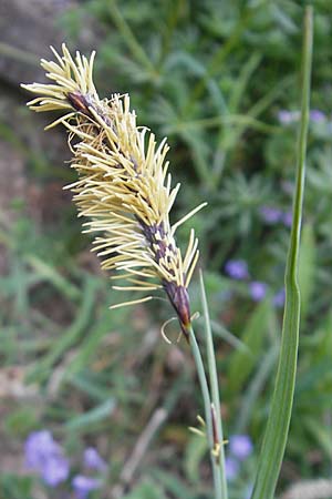 Carex flacca \ Blaugrne Segge / Blue Sedge, Carnation Grass, D Weinheim an der Bergstraße 15.4.2009