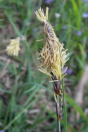 Carex flacca \ Blaugrne Segge / Blue Sedge, Carnation Grass, D Weinheim an der Bergstraße 15.4.2009