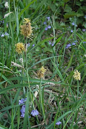 Carex flacca \ Blaugrne Segge / Blue Sedge, Carnation Grass, D Weinheim an der Bergstraße 15.4.2009