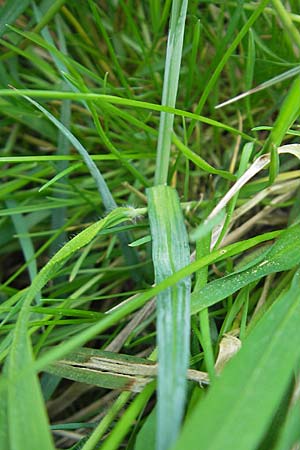 Carex flacca \ Blaugrne Segge / Blue Sedge, Carnation Grass, D Weinheim an der Bergstraße 15.4.2009