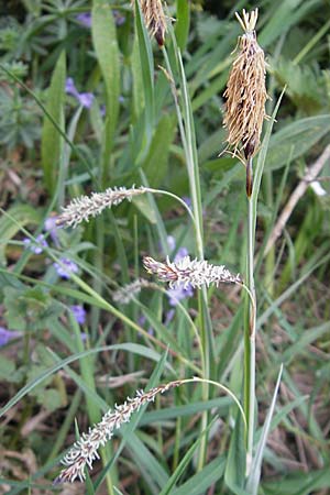 Carex flacca \ Blaugrne Segge / Blue Sedge, Carnation Grass, D Weinheim an der Bergstraße 15.4.2009