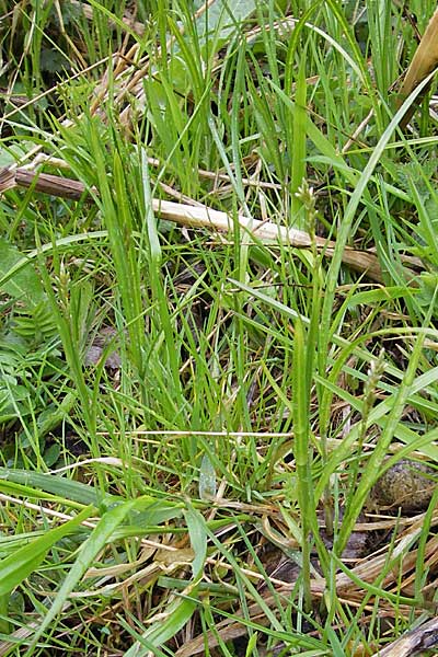 Carex brizoides \ Zittergras-Segge / Quaking Grass Sedge, D Günzburg 18.4.2009