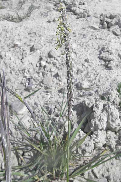 Alopecurus myosuroides \ Acker-Fuchsschwanz / Black-Grass, D Gerolzhofen-Sulzheim 25.4.2009