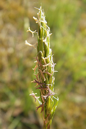 Anthoxanthum odoratum \ Gewhnliches Ruch-Gras / Sweet Vernal Grass, D Sandhausen 2.5.2009