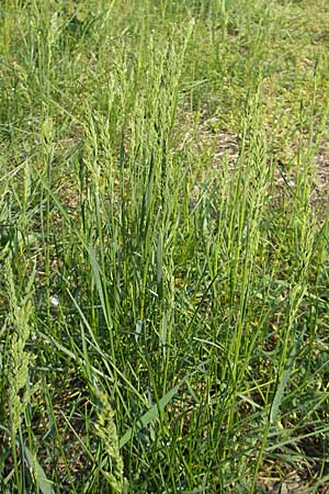 Poa trivialis \ Gewhnliches Rispengras / Rough Blue Grass, D Sandhausen 2.5.2009