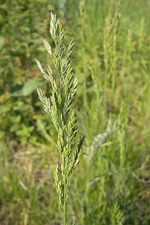 Poa trivialis \ Gewhnliches Rispengras / Rough Blue Grass, D Sandhausen 2.5.2009