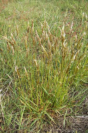 Anthoxanthum odoratum \ Gewhnliches Ruch-Gras / Sweet Vernal Grass, D Viernheim 4.5.2009