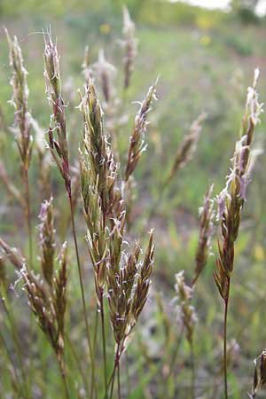 Anthoxanthum odoratum \ Gewhnliches Ruch-Gras / Sweet Vernal Grass, D Viernheim 4.5.2009