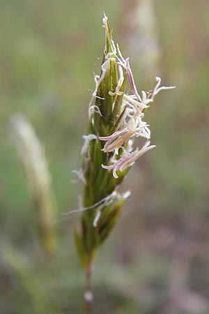 Anthoxanthum odoratum \ Gewhnliches Ruch-Gras / Sweet Vernal Grass, D Viernheim 4.5.2009