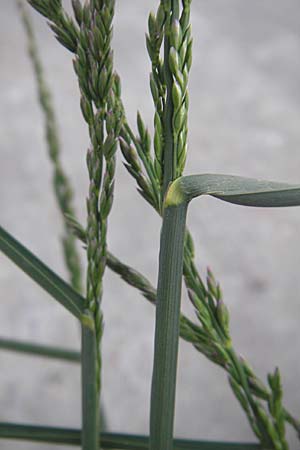 Poa pratensis \ Wiesen-Rispengras, Wiesenrispe / Smooth Meadow Grass, Kentucky Blue Grass, D Mannheim 6.5.2009