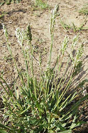 Poa badensis \ Badener Rispengras / Baden Blue Grass, D Darmstadt 10.5.2009