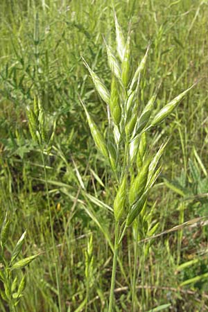 Bromus hordeaceus agg. \ Weiche Trespe / Soft Brome, D Mannheim 16.5.2009