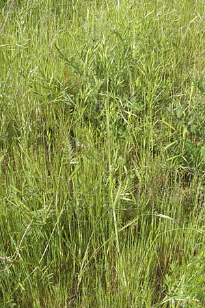 Bromus hordeaceus agg. \ Weiche Trespe / Soft Brome, D Mannheim 16.5.2009