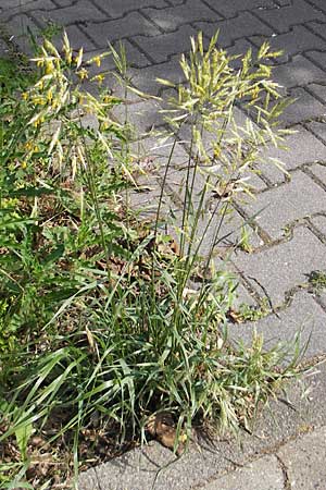 Bromus erectus \ Aufrechte Trespe, Berg-Trespe / Erect Brome, D Weinheim an der Bergstraße 20.5.2009