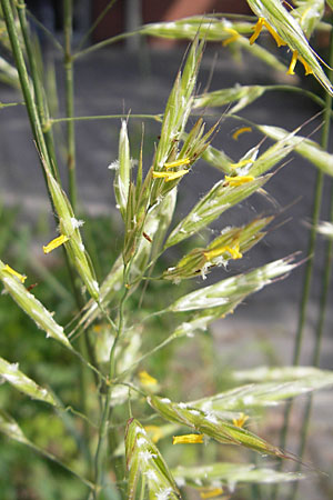 Bromus erectus \ Aufrechte Trespe, Berg-Trespe / Erect Brome, D Weinheim an der Bergstraße 20.5.2009