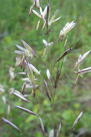 Helictotrichon pubescens \ Flaumiger Wiesenhafer / Downy Alpine Oat Grass, D Günzburg 22.5.2009