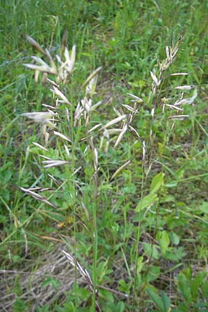 Helictotrichon pubescens \ Flaumiger Wiesenhafer / Downy Alpine Oat Grass, D Günzburg 22.5.2009