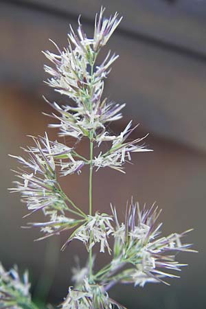 Calamagrostis epigejos \ Land-Reitgras / Wood Small Reed, D Karlsruhe 13.6.2009