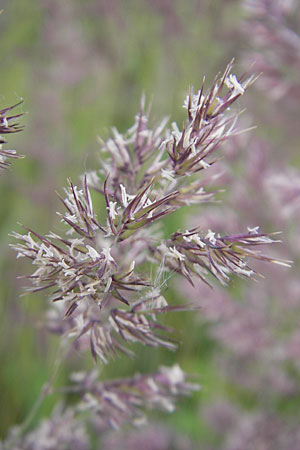 Calamagrostis canescens \ Sumpf-Reitgras / Purple Small Reed, D Mannheim 19.6.2009