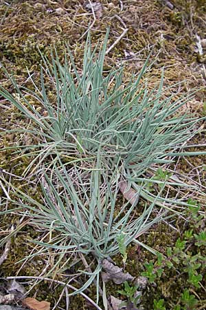 Koeleria glauca \ Blaugrnes Schillergras / Blue Hair Grass, D Sandhausen 3.7.2009