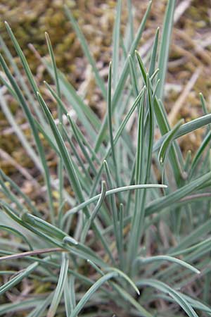 Koeleria glauca \ Blaugrnes Schillergras / Blue Hair Grass, D Sandhausen 3.7.2009
