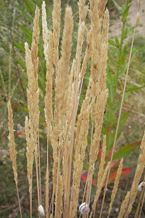 Koeleria glauca \ Blaugrnes Schillergras / Blue Hair Grass, D Sandhausen 3.7.2009