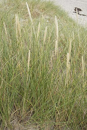 Calamagrostis arenaria \ Strand-Hafer / European Marram Grass, European Beach Grass, D Fehmarn 3.8.2009