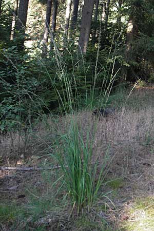 Molinia arundinacea \ Rohr-Pfeifengras / Tall Moor Grass, D Odenwald, Erbach 19.8.2009