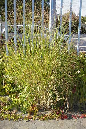 Panicum virgatum \ Rotbraunbl&auml;ttrige Ruten-Hirse / Switch Grass, D Weinheim an der Bergstra&szlig;e 8.9.2009