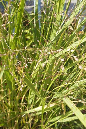 Panicum virgatum \ Rotbraunbl&auml;ttrige Ruten-Hirse / Switch Grass, D Weinheim an der Bergstra&szlig;e 8.9.2009