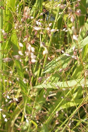 Panicum virgatum \ Rotbraunbl&auml;ttrige Ruten-Hirse / Switch Grass, D Weinheim an der Bergstra&szlig;e 8.9.2009