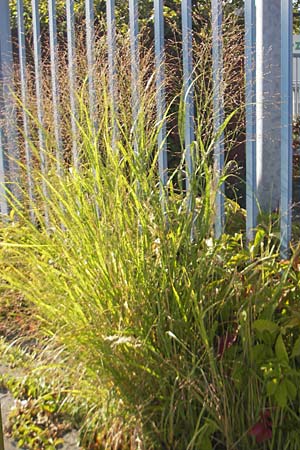 Panicum virgatum \ Rotbraunbl&auml;ttrige Ruten-Hirse / Switch Grass, D Weinheim an der Bergstra&szlig;e 8.9.2009