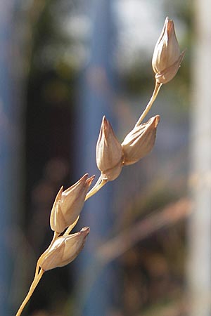 Panicum virgatum \ Rotbraunbl&auml;ttrige Ruten-Hirse / Switch Grass, D Weinheim an der Bergstra&szlig;e 8.9.2009