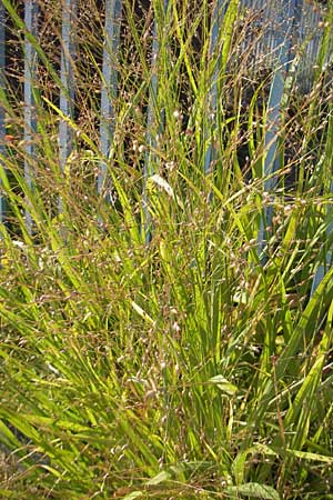Panicum virgatum \ Rotbraunbl&auml;ttrige Ruten-Hirse / Switch Grass, D Weinheim an der Bergstra&szlig;e 8.9.2009