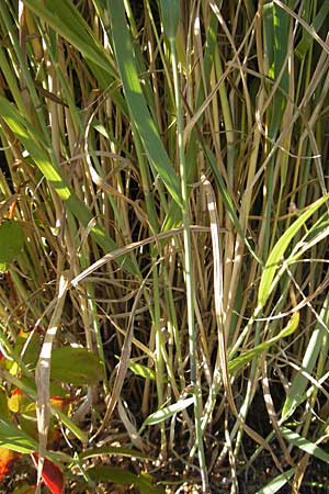 Panicum virgatum \ Rotbraunbl&auml;ttrige Ruten-Hirse / Switch Grass, D Weinheim an der Bergstra&szlig;e 8.9.2009
