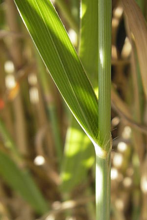 Panicum virgatum \ Rotbraunbl&auml;ttrige Ruten-Hirse / Switch Grass, D Weinheim an der Bergstra&szlig;e 8.9.2009