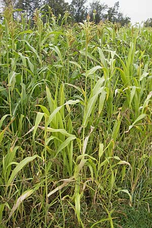 Sorghum bicolor agg. \ Mohrenhirse, Zucker-Hirse / Great Millet, D Feuchtwangen 9.10.2009