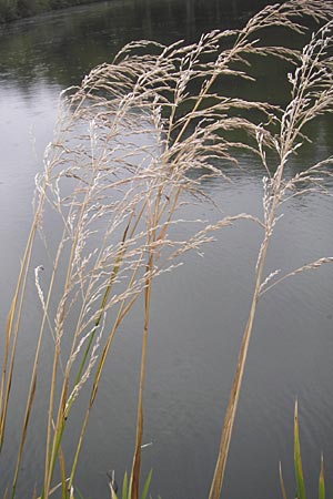 Glyceria maxima \ Wasser-Schwaden / Reed Manna Grass, Reed Sweet Grass, D Dinkelsbühl 9.10.2009